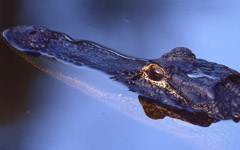 Diane Kirkland  -  Gator (eye) / Pigment Print  -  Available in Multiple Sizes