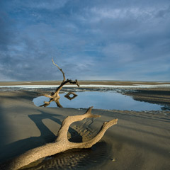 Diane Kirkland  -  Boneyard / Pigment Print  -  Available in Multiple Sizes