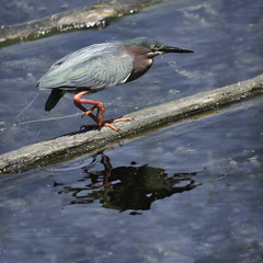 Diane Kirkland  -  Green Heron,Harris Neck, Wildlife Refuge / Pigment Print  -  Available in Multiple Sizes