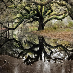 Diane Kirkland  -  Live Oak / Pigment Print  -  Available in Multiple Sizes