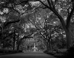 Tim Barnwell  -  Forsyth Park, Savannah Georgia, 2009 / Pigment Print  -  16 x 20