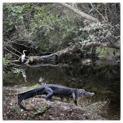 Diane Kirkland  -  Everglades, Gators / Pigment Print  -  Available in Multiple Sizes
