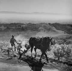 Ansel Adams  -  Plowing Vineyard, 1962 / Silver Gelatin Print  -  36 x 36
