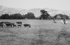 Dorothea Lange  -  Cattle Drive #2, 1956 / Silver Gelatin Print  -  9 x 12.25