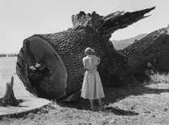 Pirkle Jones  -  Dorothea Lange photographing tree / Silver Gelatin Print  -  8x11.38