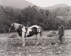 Tim Barnwell  -  James Griffith with Horse in Field, Pensecola Section, Yancey County, NC, 1983 / Silver Gelatin Print  -  16 x 20