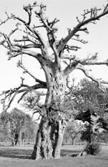 Lucinda Bunnen  -  Baobab  Tree, Burkina Faso, 2003 / Pigment Print  -  11 x 16