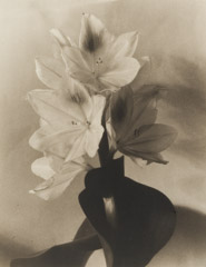 Imogen Cunningham  -  Blossom of Water Hyacinth 2, late 1920's / Platinum Palladium Print  -  9 x 6.75