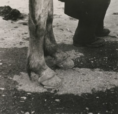 Dorothea Lange  -  Hoofs & Feet, Market Fair, Ireland, 1954 /   -  10 x 12.75