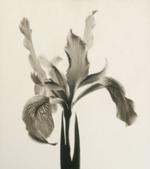 Rondal Partridge  -  North Coast Iris, Berkley, 1996 / Platinum Palladium  -  8 x 7.5