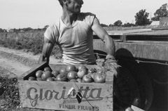 Pirkle Jones  -  Man lifting box of tomatoes, Walnut Grove: Portrait of a Town, 1961 / Silver Gelatin Print  -  8.75x13