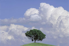 Robert Weingarten  -  Lone Tree, Tuscany Italy, 1997 / Pigment Print  -  20 x 30