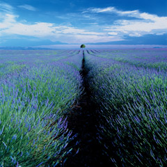 Robert Weingarten  -  Lavender Field & Lone Tree, Provence, France, 1999 / Pigment Print  -  24 x 24