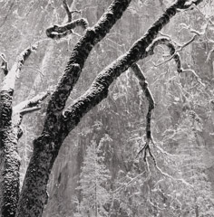 Bob Kolbrener  -  Black Oak, Yosemite National Park, CA, 1998 / Silver Gelatin Print  -  