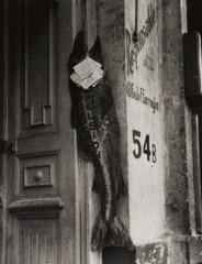 Manuel Alvarez Bravo  -  The Big Fish Eats the Little One, 1952 / Silver Gelatin Print  -  9.5 x 7.5