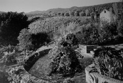 Ansel Adams  -  Garden and Vineyards at the old winery / Silver Gelatin Print  -  22 x 32 (32x40 mat)