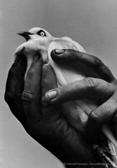 Harold Feinstein  -  Bird in Hand, 1957 / Silver Gelatin Print  -  16 x 20