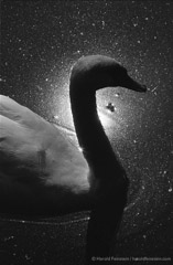 Harold Feinstein  -  Swan in the Cosmos, 1964 / Silver Gelatin Print  -  16 x 20