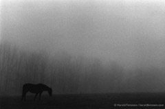 Harold Feinstein  -  Horse in Misty Pasture, 1974 / Silver Gelatin Print  -  16 x 20