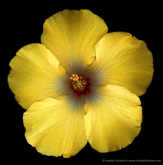 Harold Feinstein  -  Yellow Chinese Hibiscus / Pigment Print  -  17 x 22