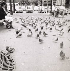 Imogen Cunningham  -  Paris Pigeons, 1961 / Silver Gelatin Print  -  10 x 9.75