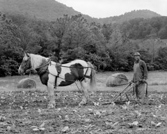 Tim Barnwell  -  James Griffith with Horse in Field, Pensecola Section, Yancey County, NC, 1983 / Pigment Print  -  Available in Multiple Sizes