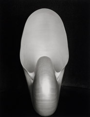 Edward Weston  -  Chambered Nautilus, 1927 / Silver Gelatin Print  -  7.5 x 9.5