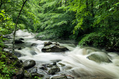 Tim Barnwell  -  Oconaluftee River, Great Smoky Mountains National Park / Pigment Print  -  Available in Multiple Sizes