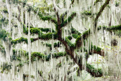 Tim Barnwell  -  Spanish Moss-draped tree, Beaufort, SC / Pigment Print  -  Available in Multiple Sizes