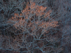 Peter Essick  -  American Beech, winter / Pigment Print  -  Available in Multiple Sizes