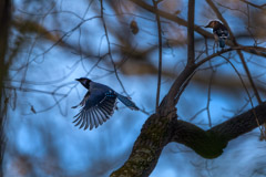 Peter Essick  -  Blue Jays / Pigment Print  -  Available in Multiple Sizes