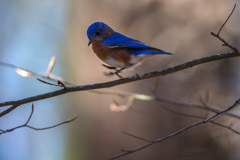 Peter Essick  -  Eastern Bluebird / Pigment Print  -  Available in Multiple Sizes