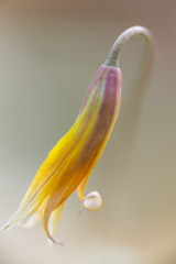 Peter Essick  -  Trout Lily / Pigment Print  -  Available in Multiple Sizes