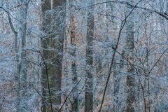 Peter Essick  -  Winter Forest, after ice storm / Pigment Print  -  Available in Multiple Sizes