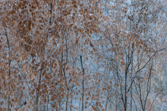 Peter Essick  -  Winter Forest / Pigment Print  -  Available in Multiple Sizes