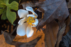 Peter Essick  -  Bloodroot / Pigment Print  -  Available in Multiple Sizes