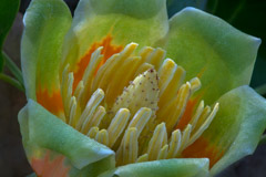 Peter Essick  -  Tulip Poplar, flower / Pigment Print  -  Available in Multiple Sizes