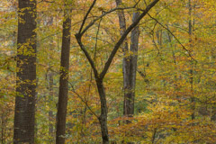 Peter Essick  -  Fall Forest / Pigment Print  -  Available in Multiple Sizes