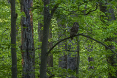 Peter Essick  -  Barred Owl / Pigment Print  -  Available in Multiple Sizes
