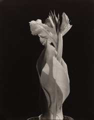 Imogen Cunningham  -  Iris, 1932 / Silver Gelatin Print  -  9.5 x 7.25