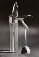 Andre Kertesz  -  Melancholic Tulip, 1939 / Silver Gelatin Print  -  4.5 x 3.25