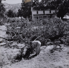 Dorothea Lange  -  Worker and Felled Oak Tree in Front of McGinnis home, 1956 / Silver Gelatin Print  -  