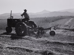 Pirkle Jones  -  Farmer Cutting Grain, 1956 / Silver Gelatin Print  -  