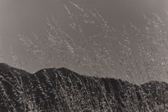 Dorothea Lange  -  Grain with Hill Behind, 1956 / Silver Gelatin Print  -  