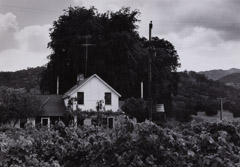 Dorothea Lange  -  Grapevines with House in Background, 1956 / Silver Gelatin Print  -  