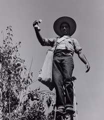 Pirkle Jones  -  Pear Picker Standing on Ladder, 1956 / Silver Gelatin Print  -  