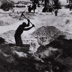 Dorothea Lange  -  Workers exhuming graves, 1956 / Silver Gelatin Print  -  