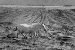 Dorothea Lange  -  White Horse, 1956 / Silver Gelatin Print  -  11 x 14