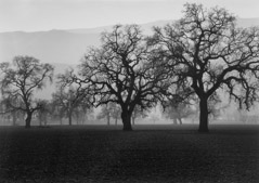 Pirkle Jones  -  California Oak Trees, Knowles Ranch, 1956 / Silver Gelatin Print  -  11x14