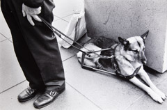 Ruth-Marion Baruch  -  German Shepherd Guide Dog, San Francisco, 1978 / Silver Gelatin Print  -  